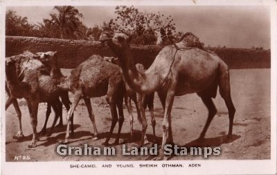 Postcard - She-Camel and Young, Aden - Real Photo